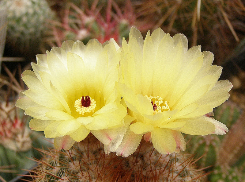 Файл:Parodia erubescens1.jpg