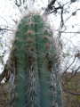 Pilosocereus quadricentralis