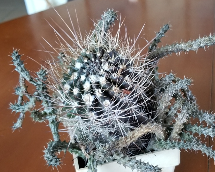 Файл:Pyrrhocactus pygmaeus.jpg