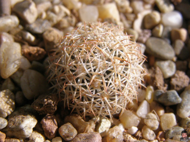 Файл:Sclerocactus unguispinus var. durangensis.jpg