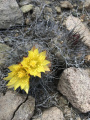 Copiapoa humilis ssp. humilis