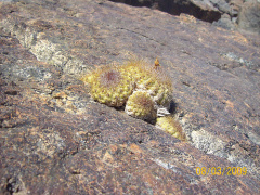 Copiapoa humilis ssp. varispinata.jpg