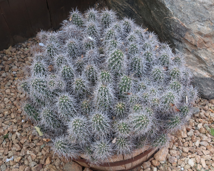 Файл:Echinocereus triglochidiatus ssp. mojavensis 4.JPG