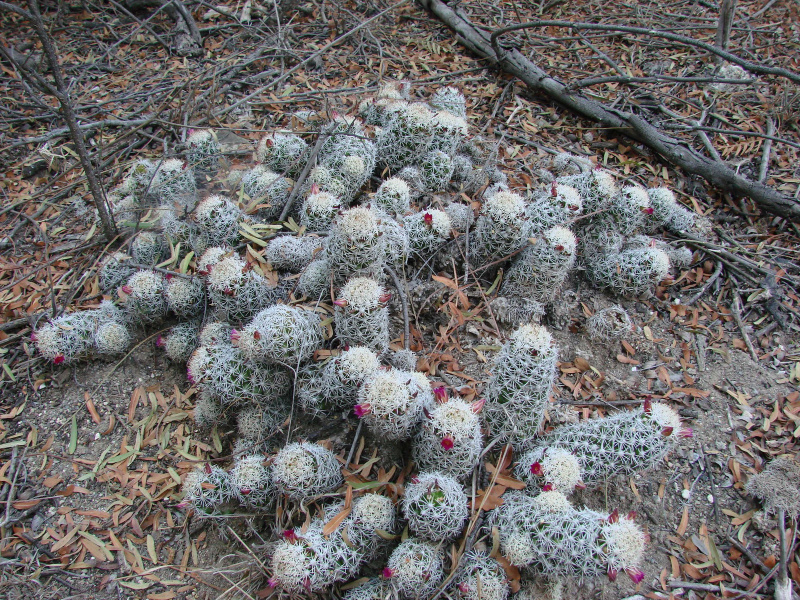 Файл:Mammillaria sphacelata ssp. sphacelata 1.jpg