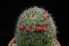 Mammillaria xaltianguensis 174.jpg