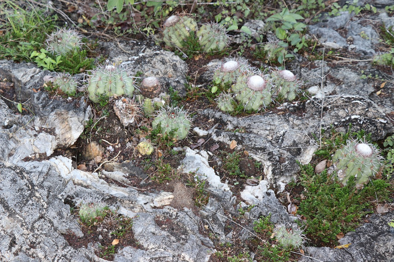 Файл:Melocactus sergipensis 1.jpg