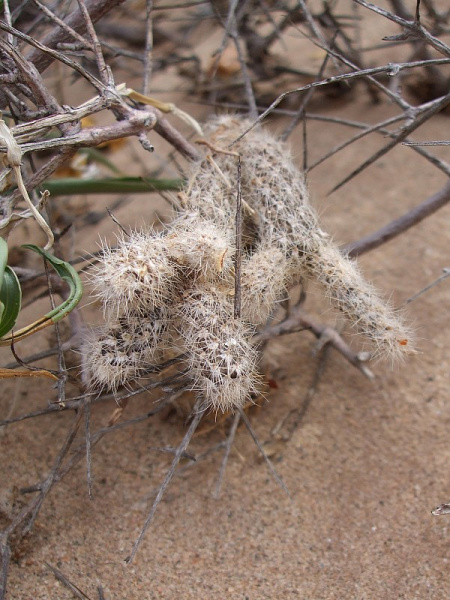 Файл:Pterocactus tuberosus 6.JPG