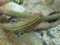 Trichocereus vasquezii 76.jpg