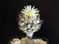 Turbinicarpus pseudomacrochele ssp. minimus TCG9101.jpg
