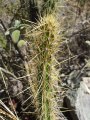 Corryocactus erectus