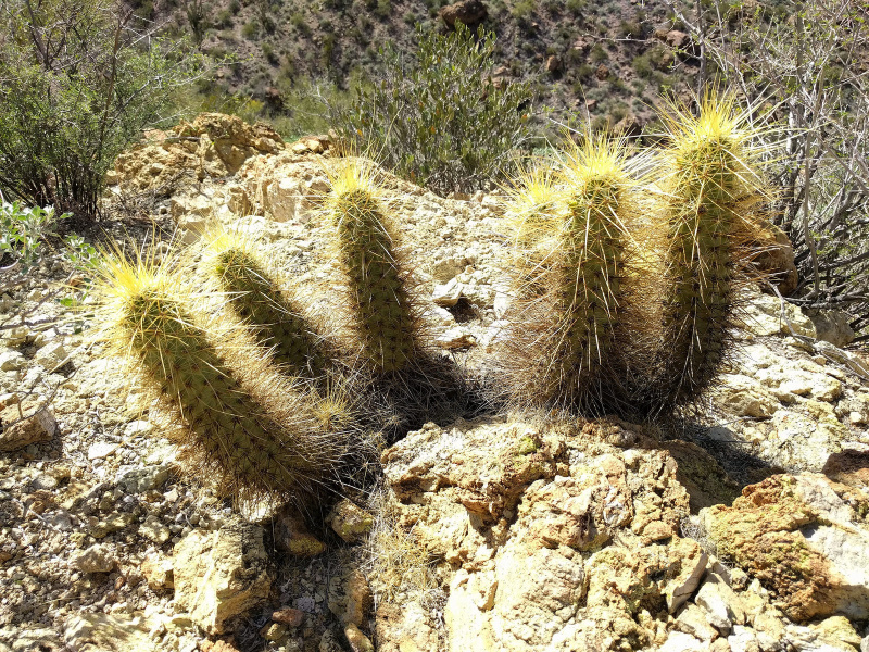 Файл:Echinocereus nicholii 2h.jpg