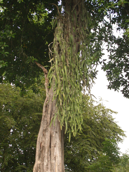 Файл:Epiphyllum hookeri subsp. pittieri 3h.jpg