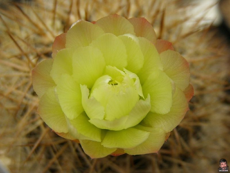 Файл:Eriosyce chilensis 2.jpg