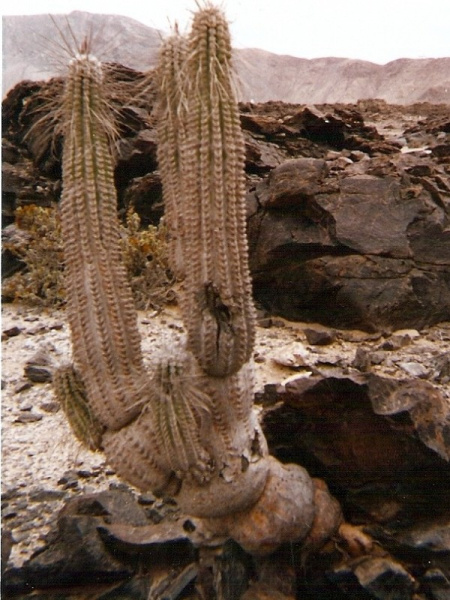 Файл:Eulychnia iquiquensis ssp. iquiquensis 1.jpg