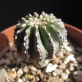 Geohintonia mexicana