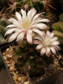 Gymnocalycium anisitsii ssp. damsii