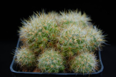 Mammillaria zublerae 411.jpg