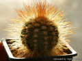 Melocactus harlowii 24198.jpg