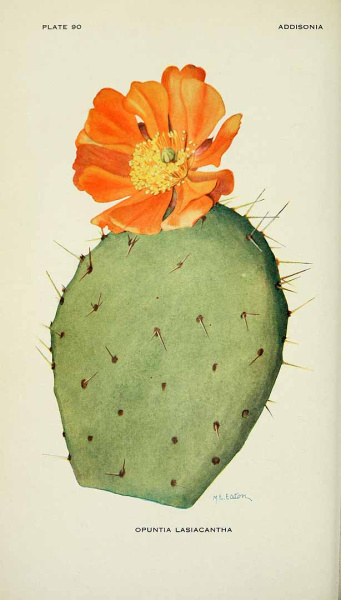 Файл:Opuntia lasiacantha Pfeiff. 163367.jpg