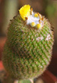 Parodia gibbulosoides 2.jpg