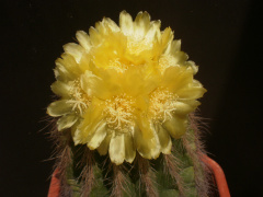 Parodia warasii 1.jpg