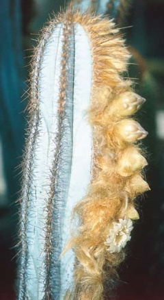 Pilosocereus fulvilanatus ssp. rosae.jpg