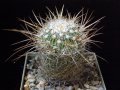 Stenocactus ochoterenanus