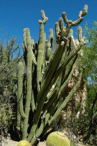 Файл:Stenocereus stellatus 9.JPG