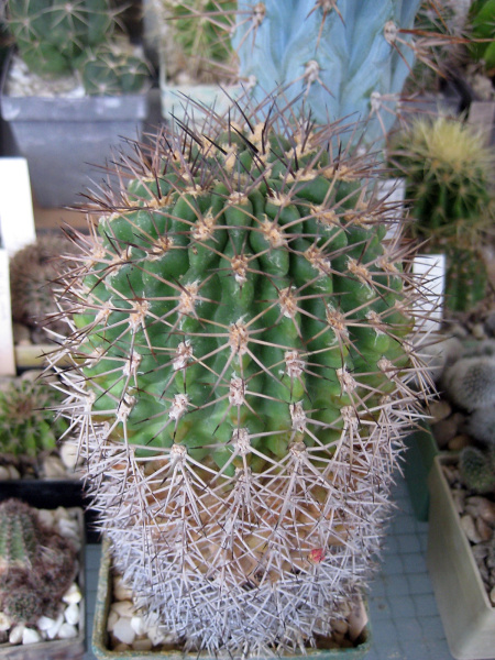 Файл:Acanthocalycium aurantiacum 5.jpg