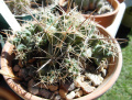 Coryphantha runyonii 04.JPG