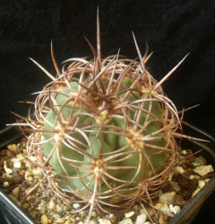 Denmoza rhodacantha.JPG