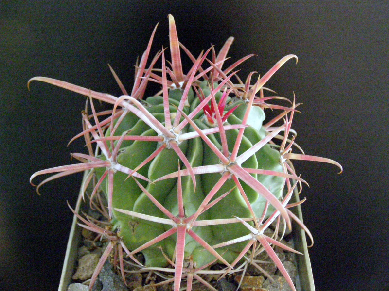 Файл:Ferocactus latispinus ssp. spiralis 3.JPG