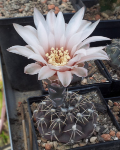 Gymnocalycium robustum JO1028.jpg
