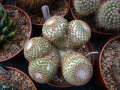 Mammillaria crucigera 02.jpg