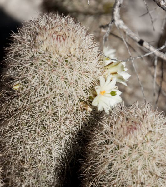 Файл:Mammillaria estebanensis 1h.jpg