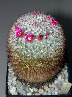 Mammillaria haageana.JPG