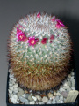 Mammillaria haageana.JPG