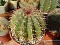 Melocactus conoideus