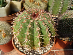 Melocactus conoideus.jpg