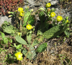 Opuntia humifusa 0.JPG