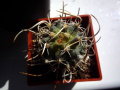 Pediocactus peeblesianus ssp. peeblesianus var. maia 2.jpg
