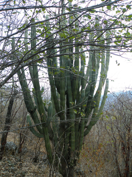 Файл:Pilosocereus quadricentralis h2.jpg