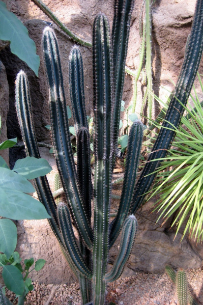 Файл:Pilosocereus royenii 3.jpg
