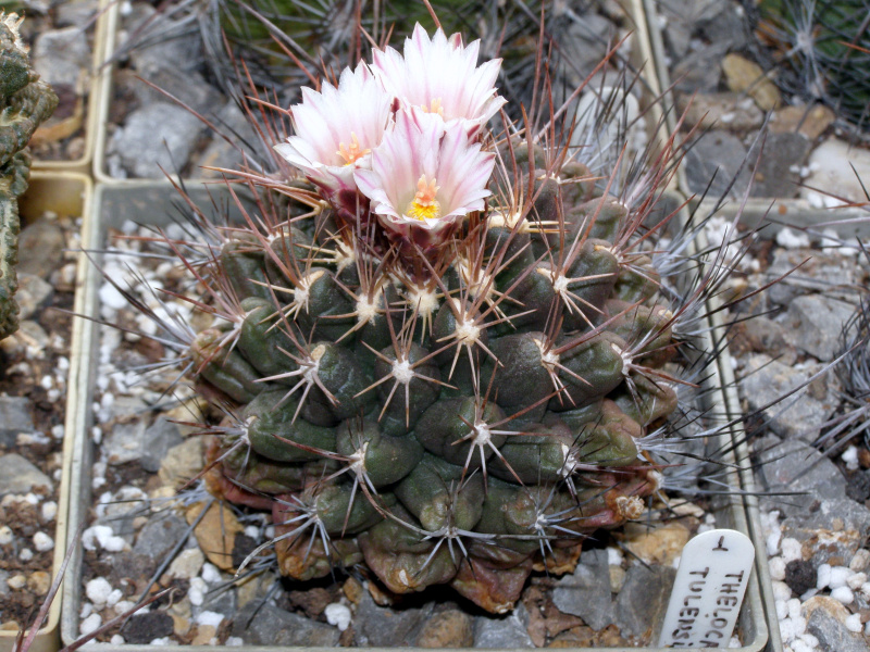 Файл:Thelocactus tulensis.JPG