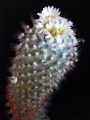Turbinicarpus gielsdorfianus asensi 2.jpg