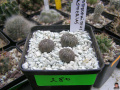 Astrophytum asterias 4.jpg