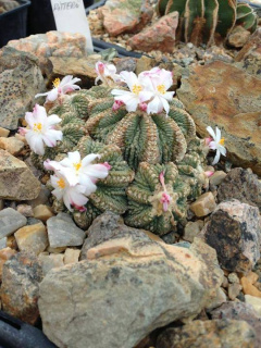 Aztekium ritteri 2.jpg