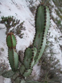 Cipocereus crassisepalus