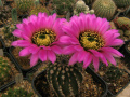 Echinocereus reichenbachii ssp. perbellus 3.jpg