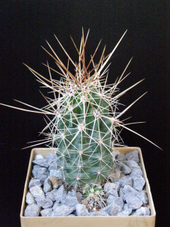 Echinocereus stramineus ssp. stramineus.JPG